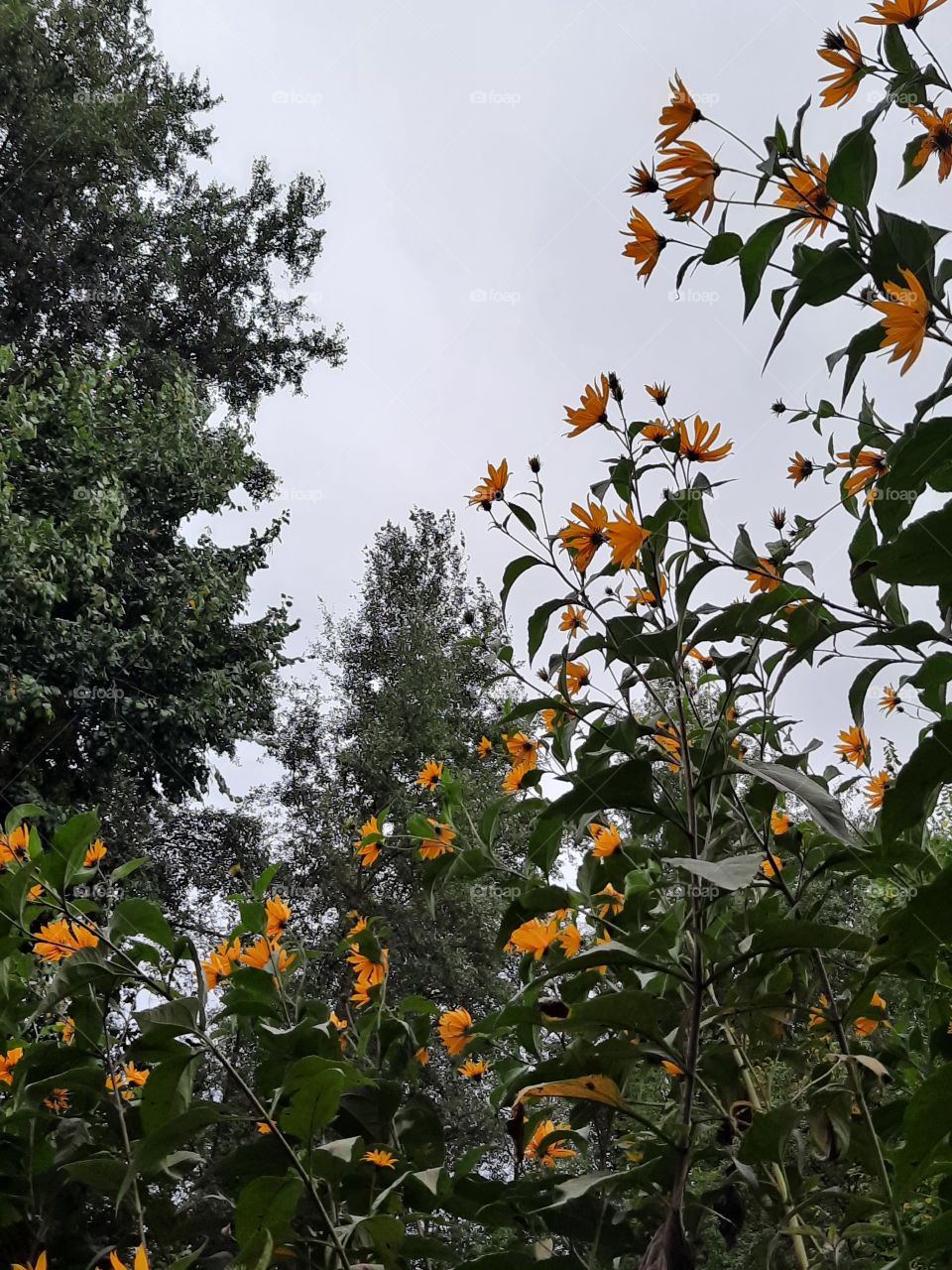 yellow topinambur flowers on a gray day