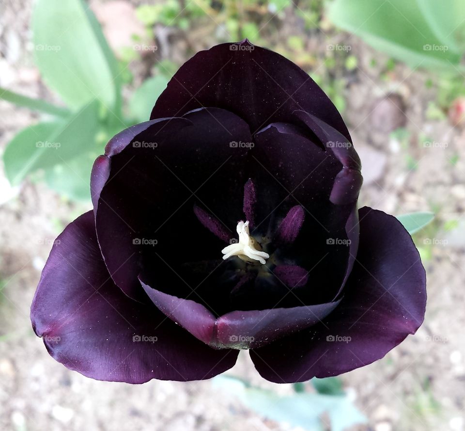 Black tulip magick