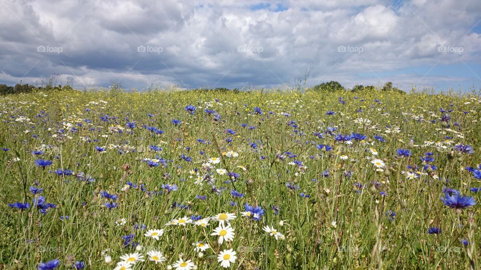 summerflowers. summerflowers in a field 