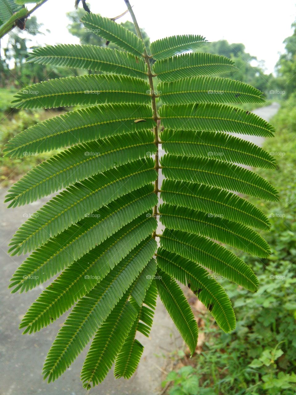 Nature  leaf