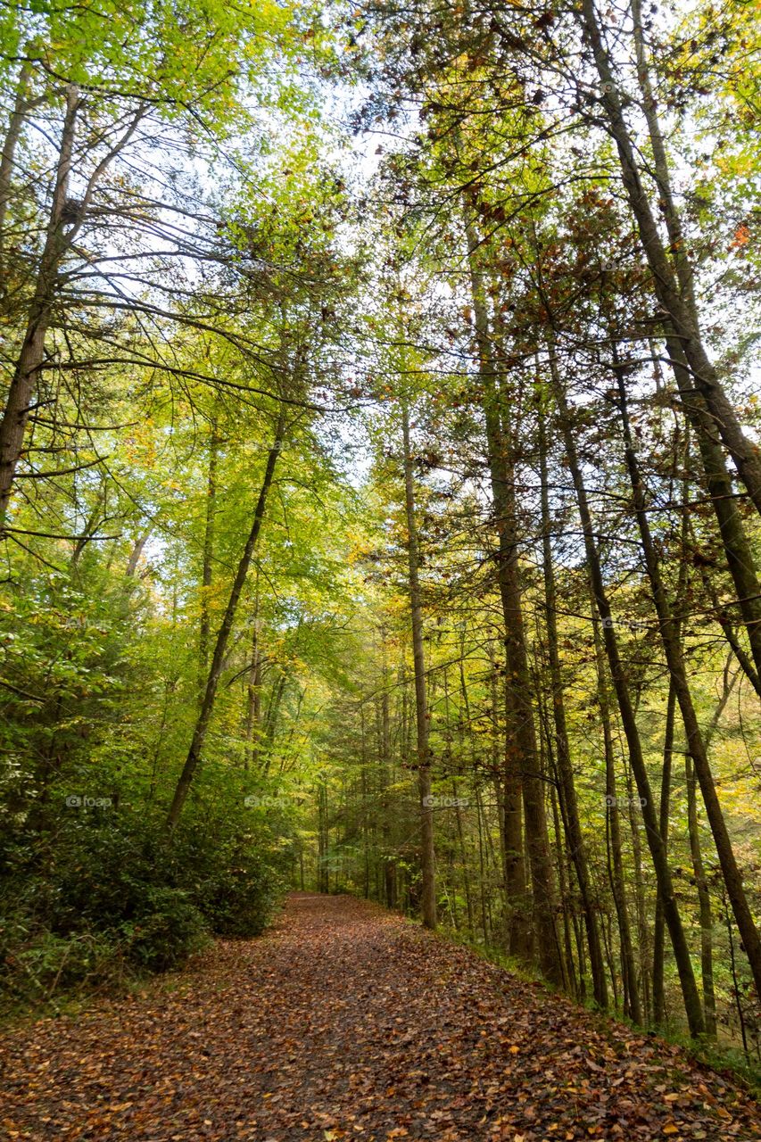 Through the Woods in Fall