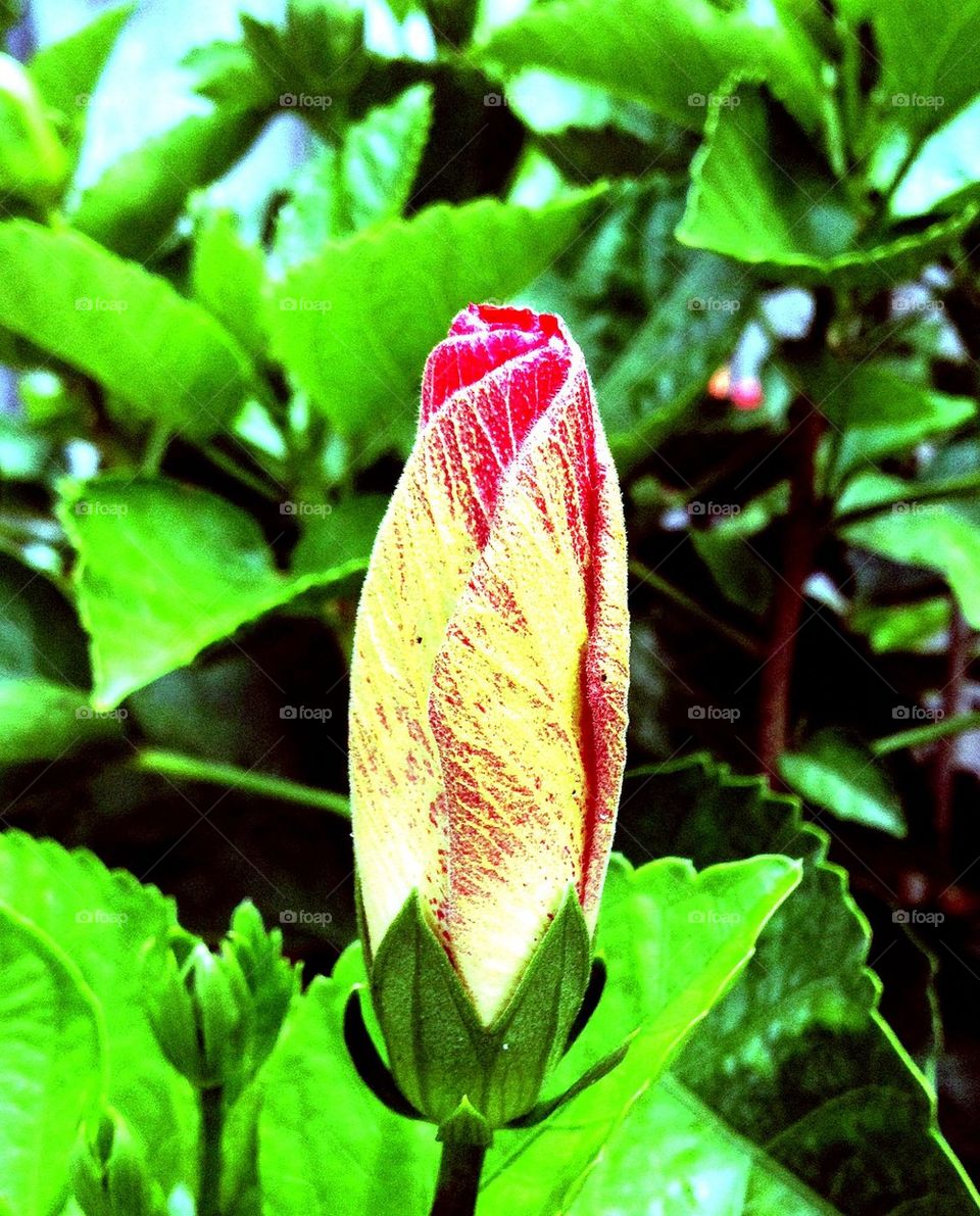 Hibiscus bud