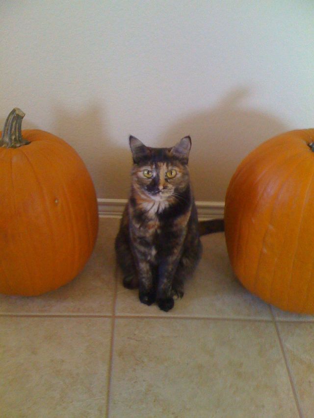 Halloween Kitten. Cat loves all things Halloween 