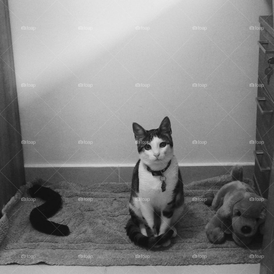 Mr Nibbles and some of his toys. 

Black and white photo
