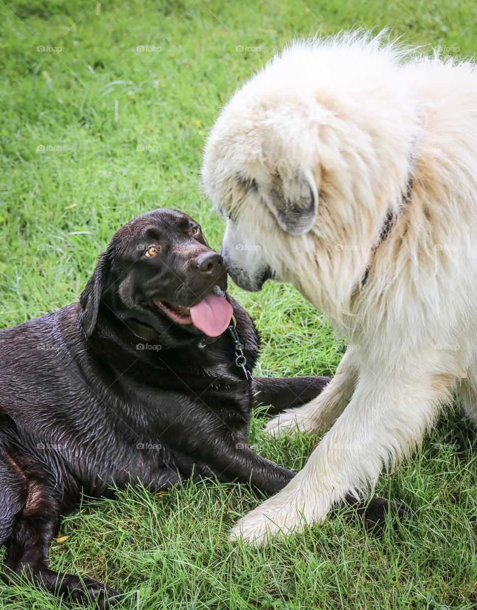 Dog, Mammal, Animal, Portrait, Pet