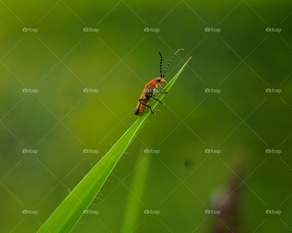 soldier beetles