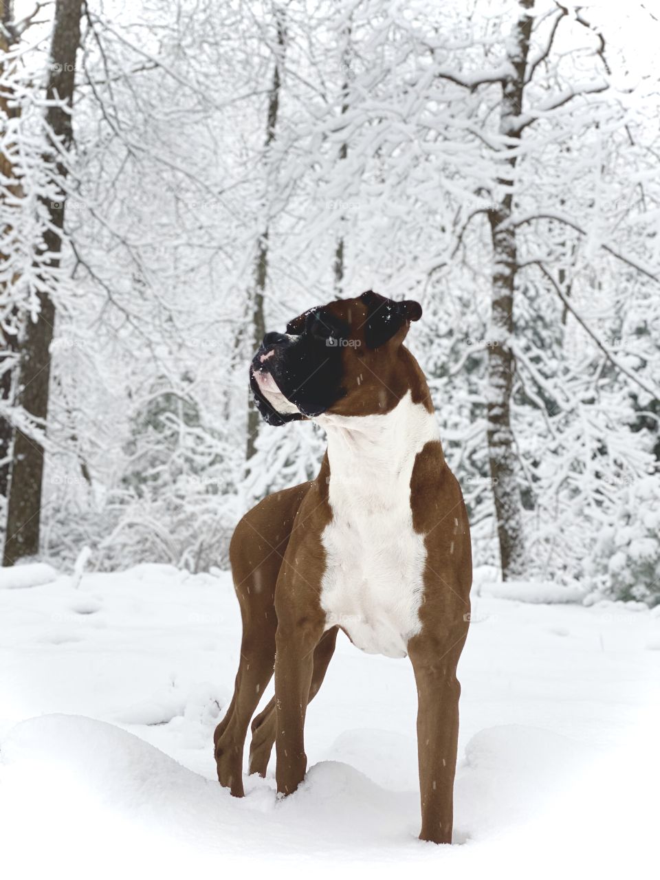 Boxer Wonderland; Male Boxer on point with a very snowy, white  winter wonderland in Northeast Pennsylvania USA