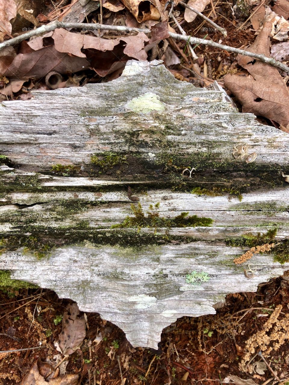 Heart of long dead tree with moss in crevices