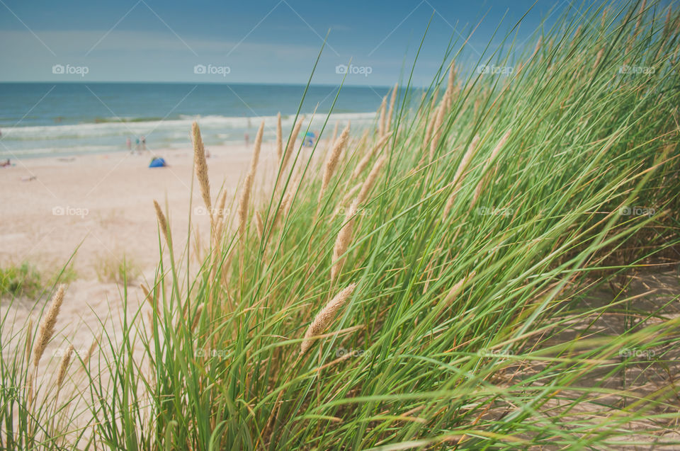 Green grass in front of the beach 