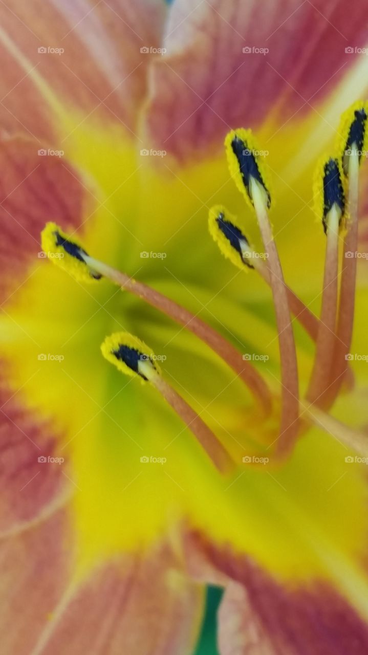 Macro Lily