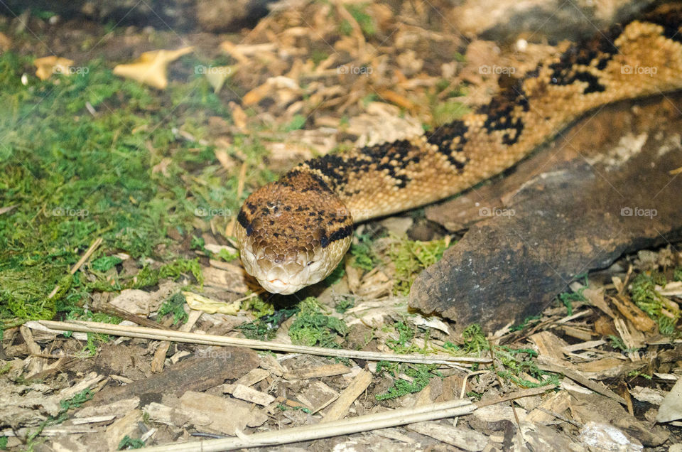 snake ready to attack . snake getting to close