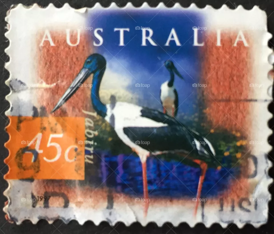 Bird, Wildlife, Animal, Feather, Stork