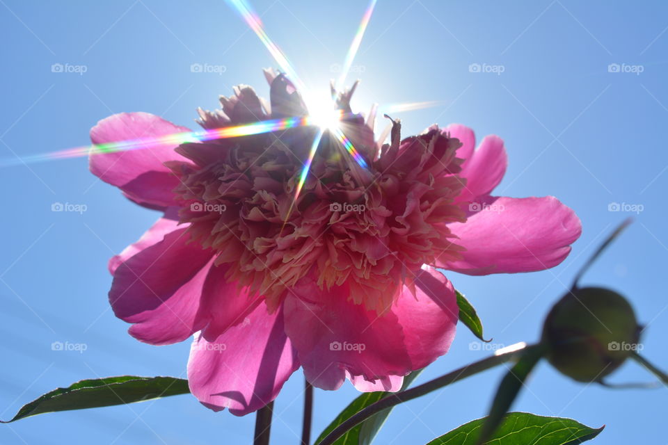 peony