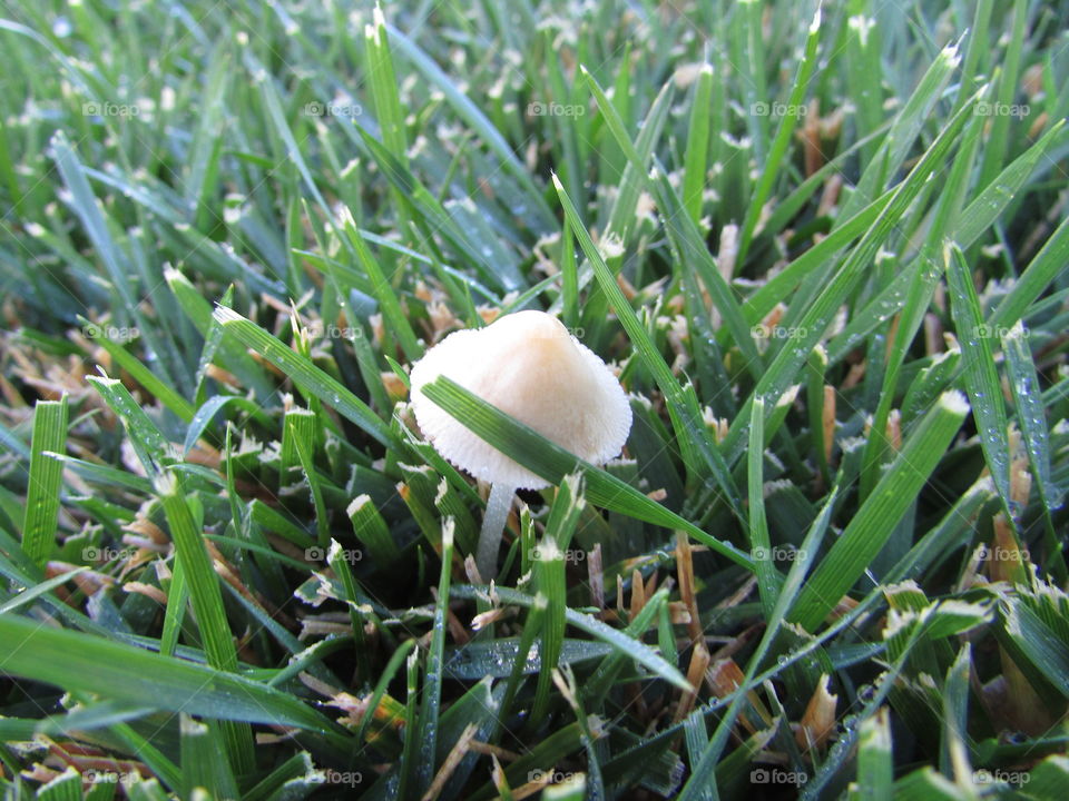 Wild mushroom. I took this picture at work