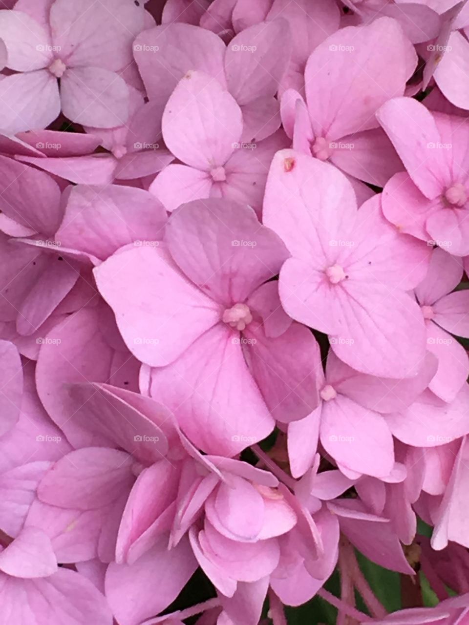 Pink Hydrangeas 