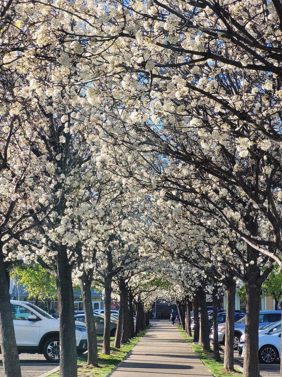 Popcorn Trees