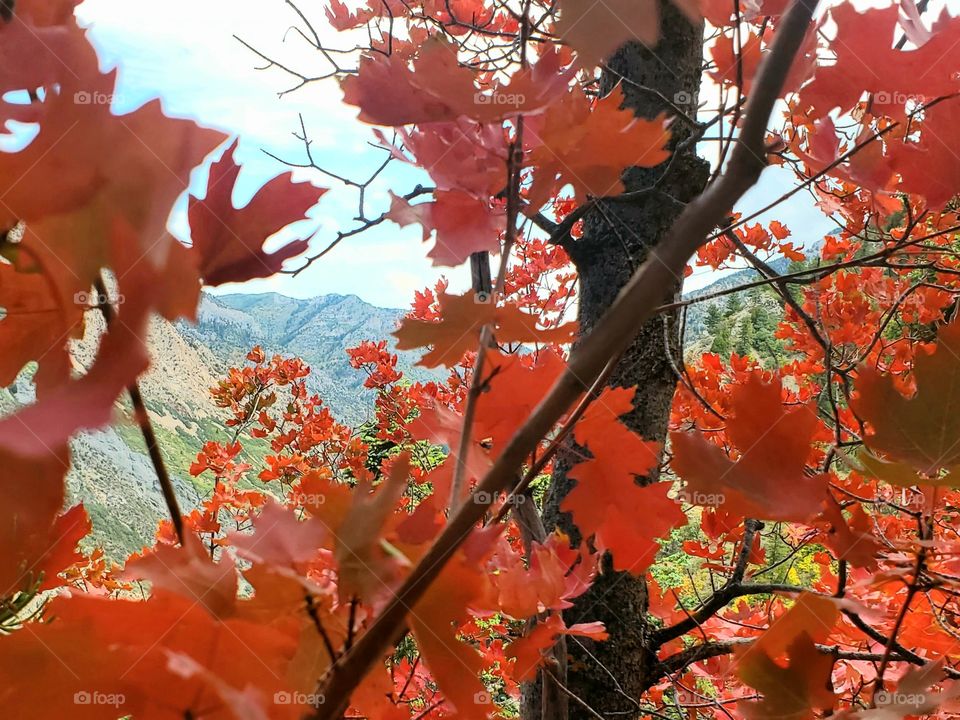 Fall on the mountains. Peaceful, mountain hike along colorful trails
