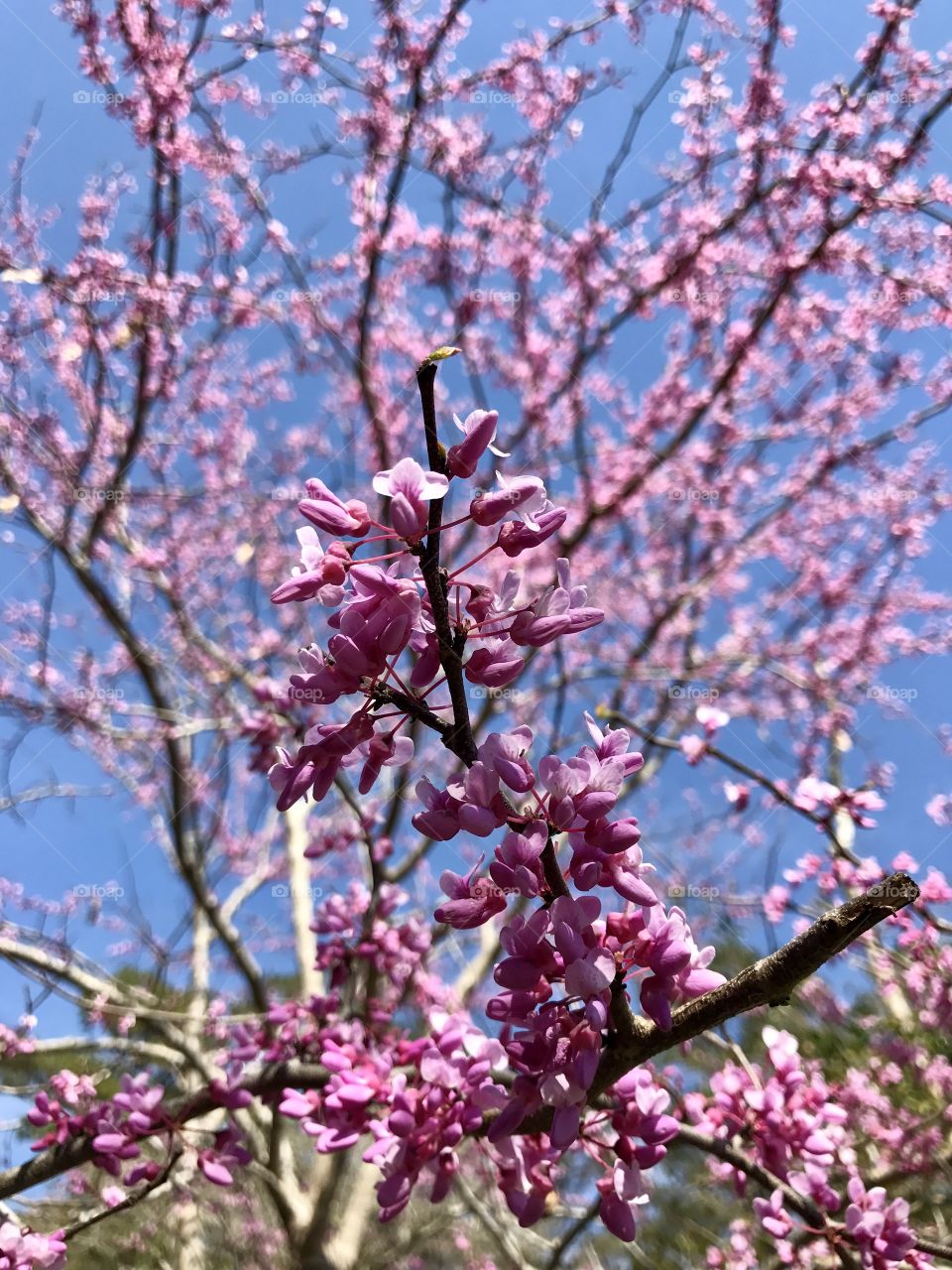 South Carolina bloom 
