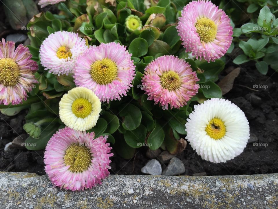 Colorful pink blooming flowers during spring season