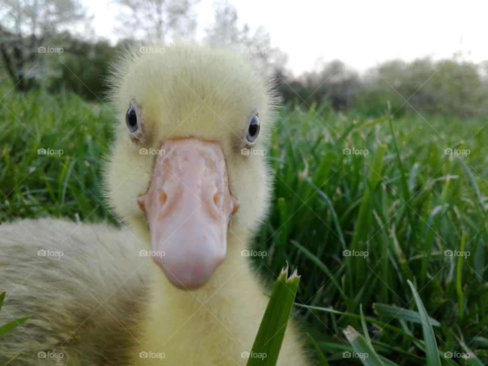 The curiosity of one small goose.It's cute isn't it??