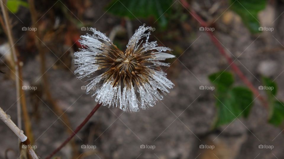 Water droplets on a dandelion flower after a rain.