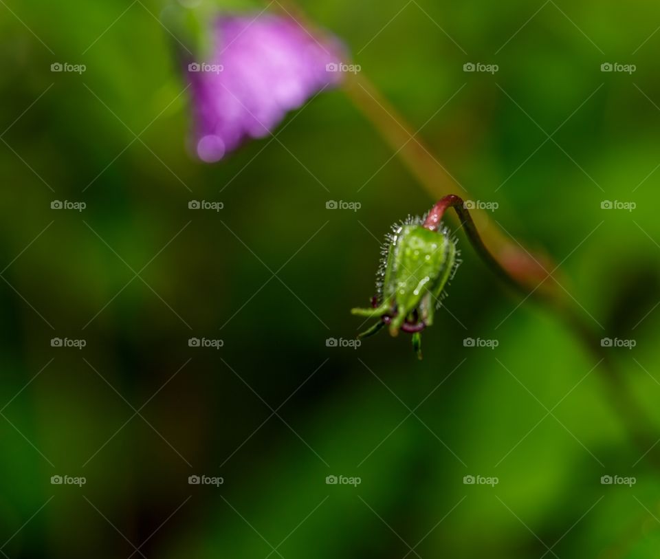 tiny dew drops on a tiny flower bud