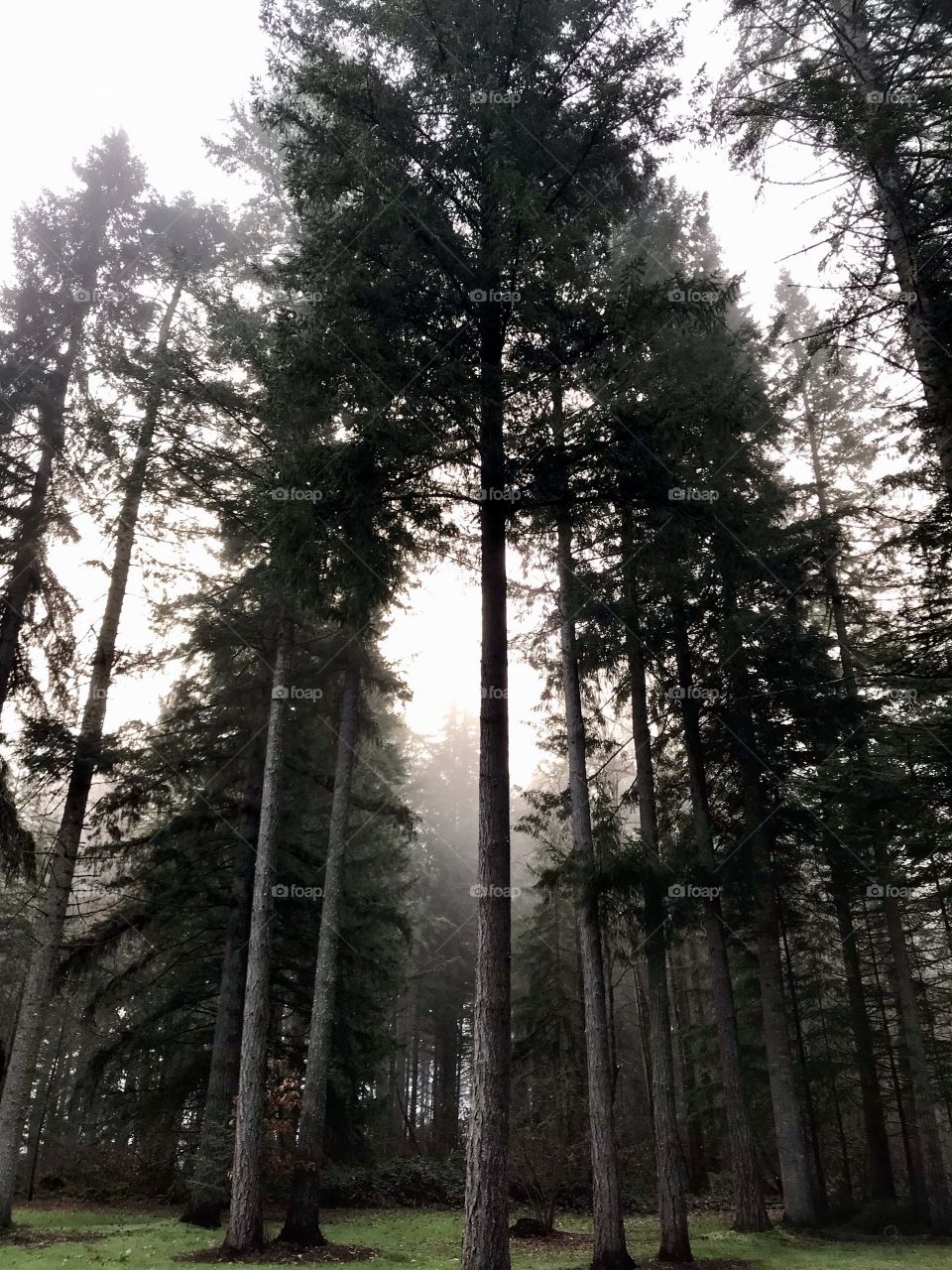 Magnificent Oregon 