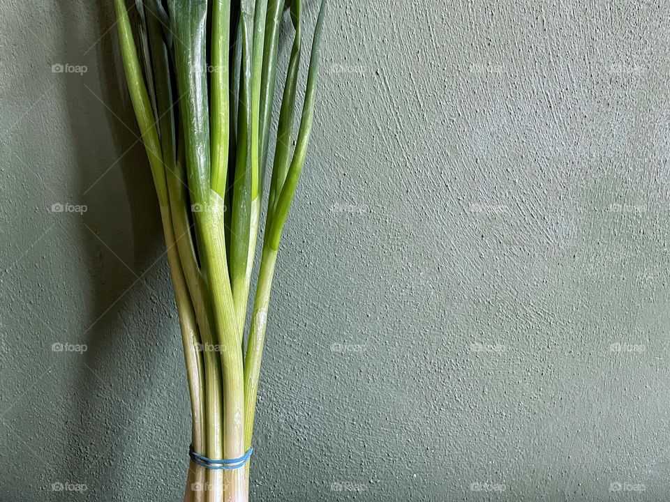 Fresh green spring onions held together with blue rubber bands stand in front of a green rough wall