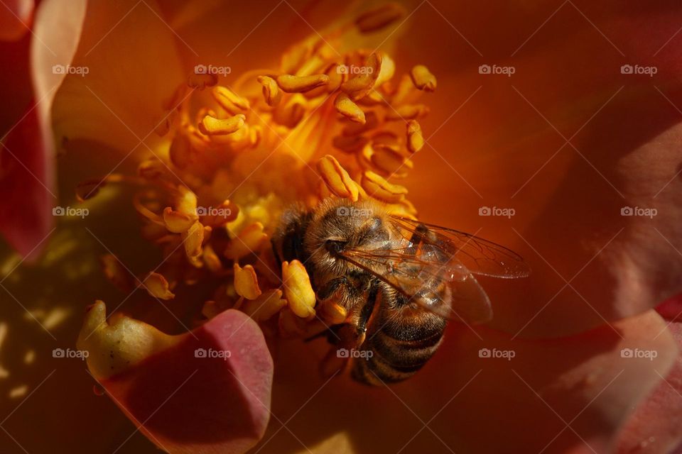 Bee picking pollen in an orange flower 