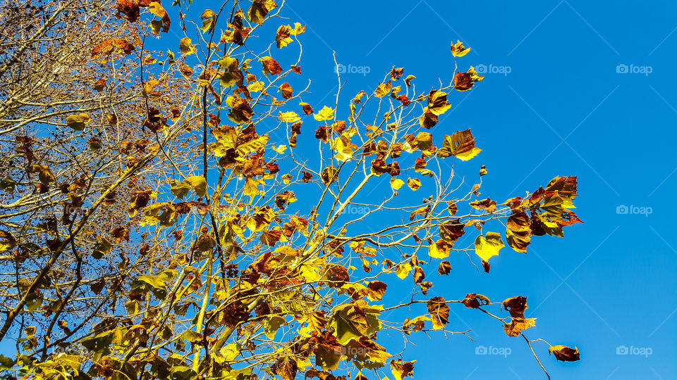 Leaf, Tree, Fall, Season, Nature