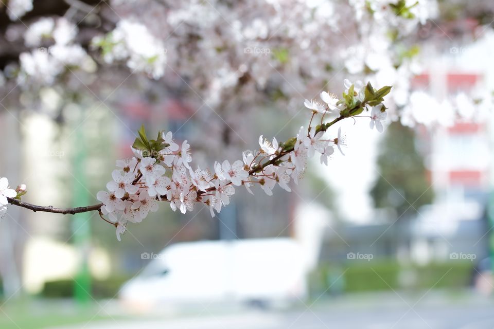 Cherry blossom in town