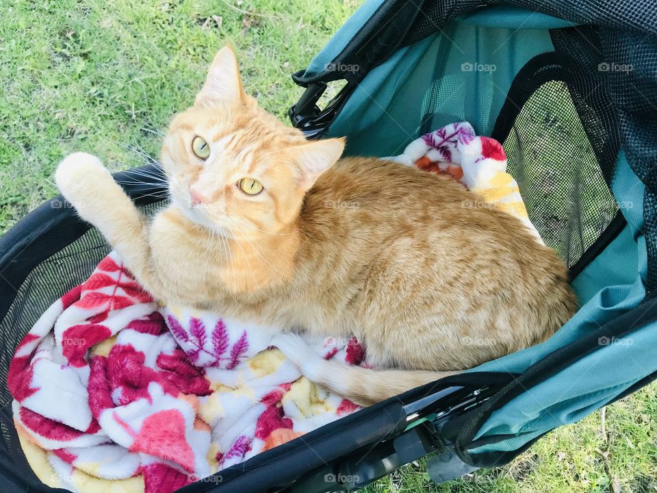 Adorable orange tabby kitty laying in comfy stroller with a blanket in backyard! 