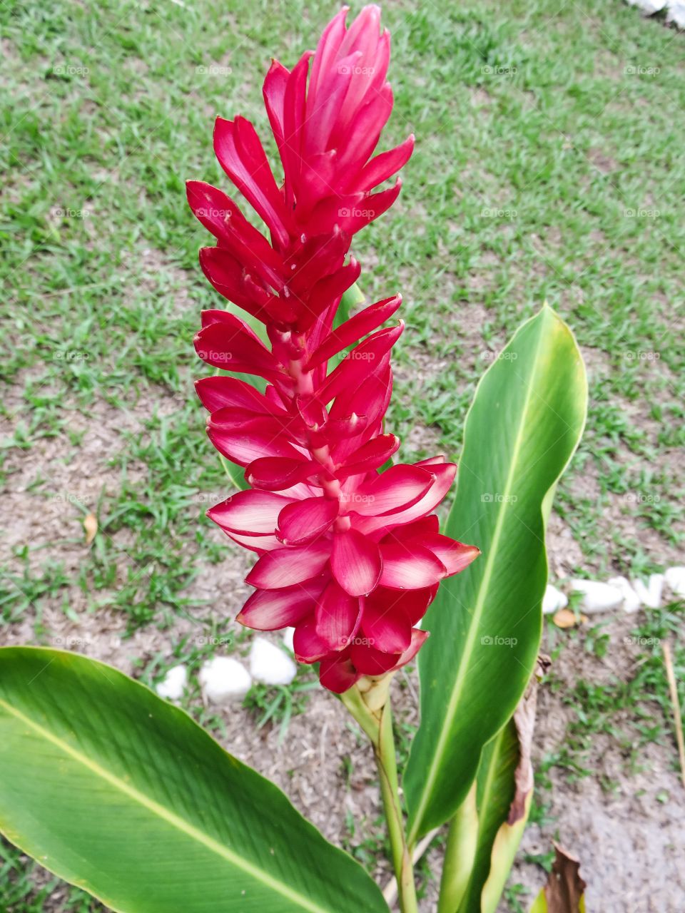 Tropical flowers