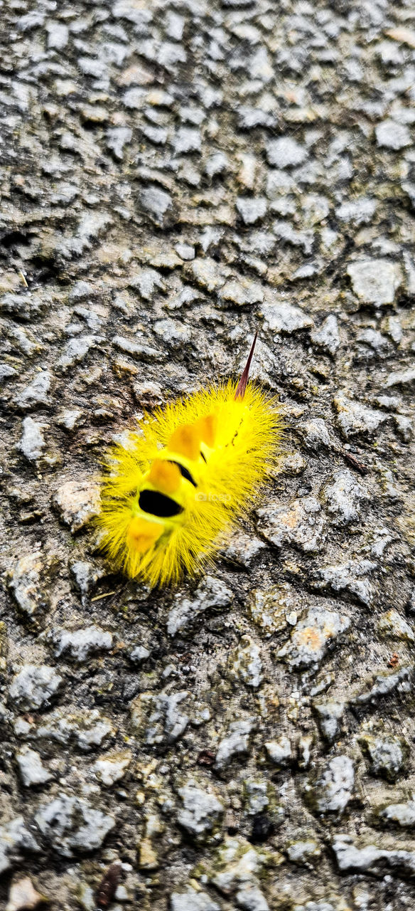 caterpillar