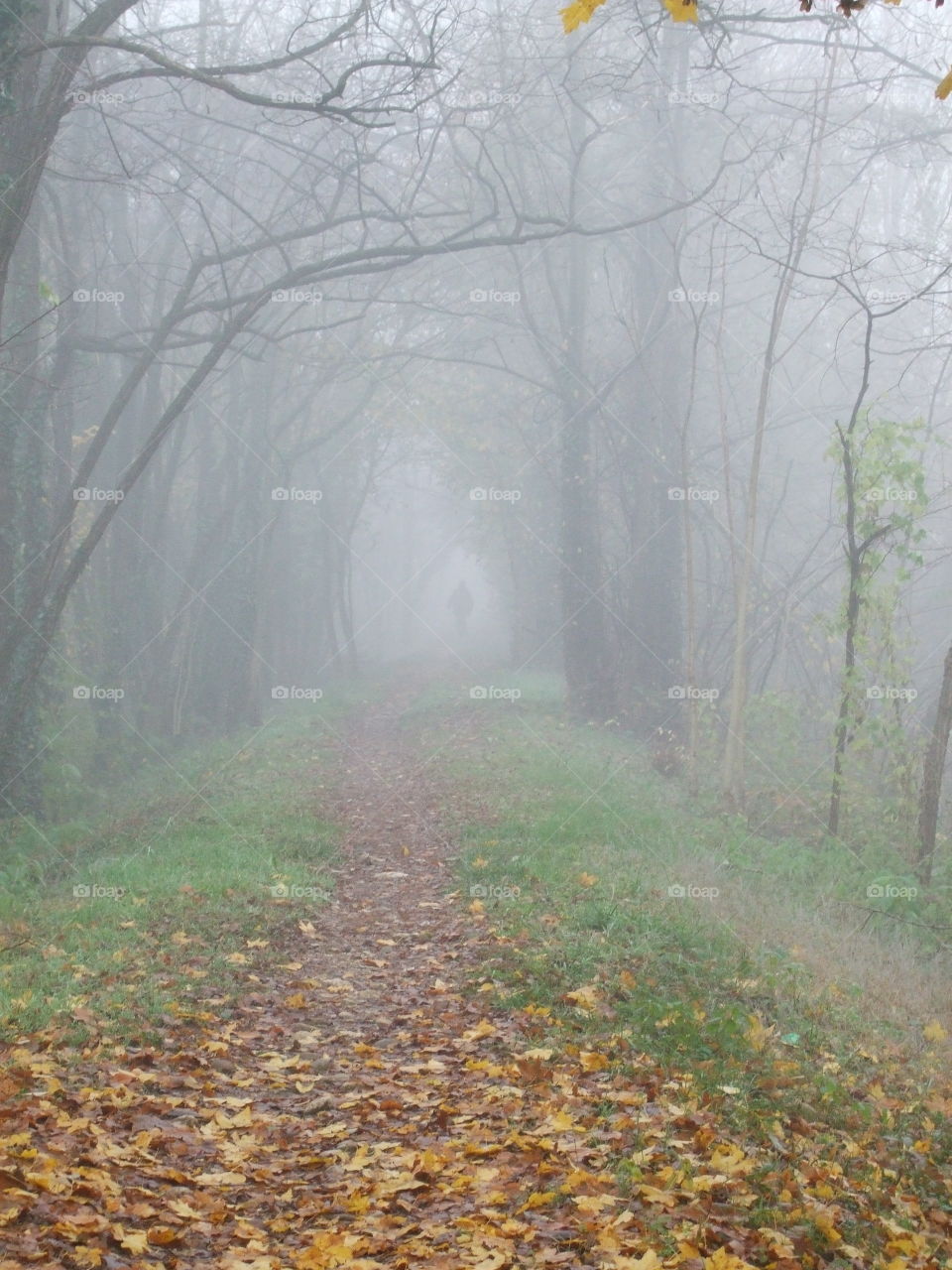 fall along the bank of the creek