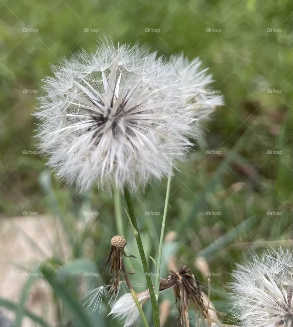 Make a wish