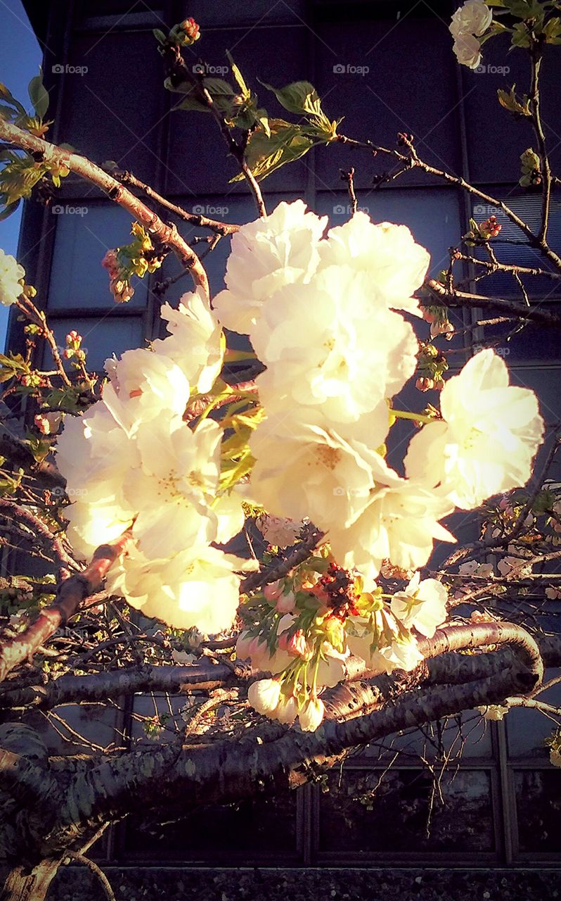 beautiful flowering tree