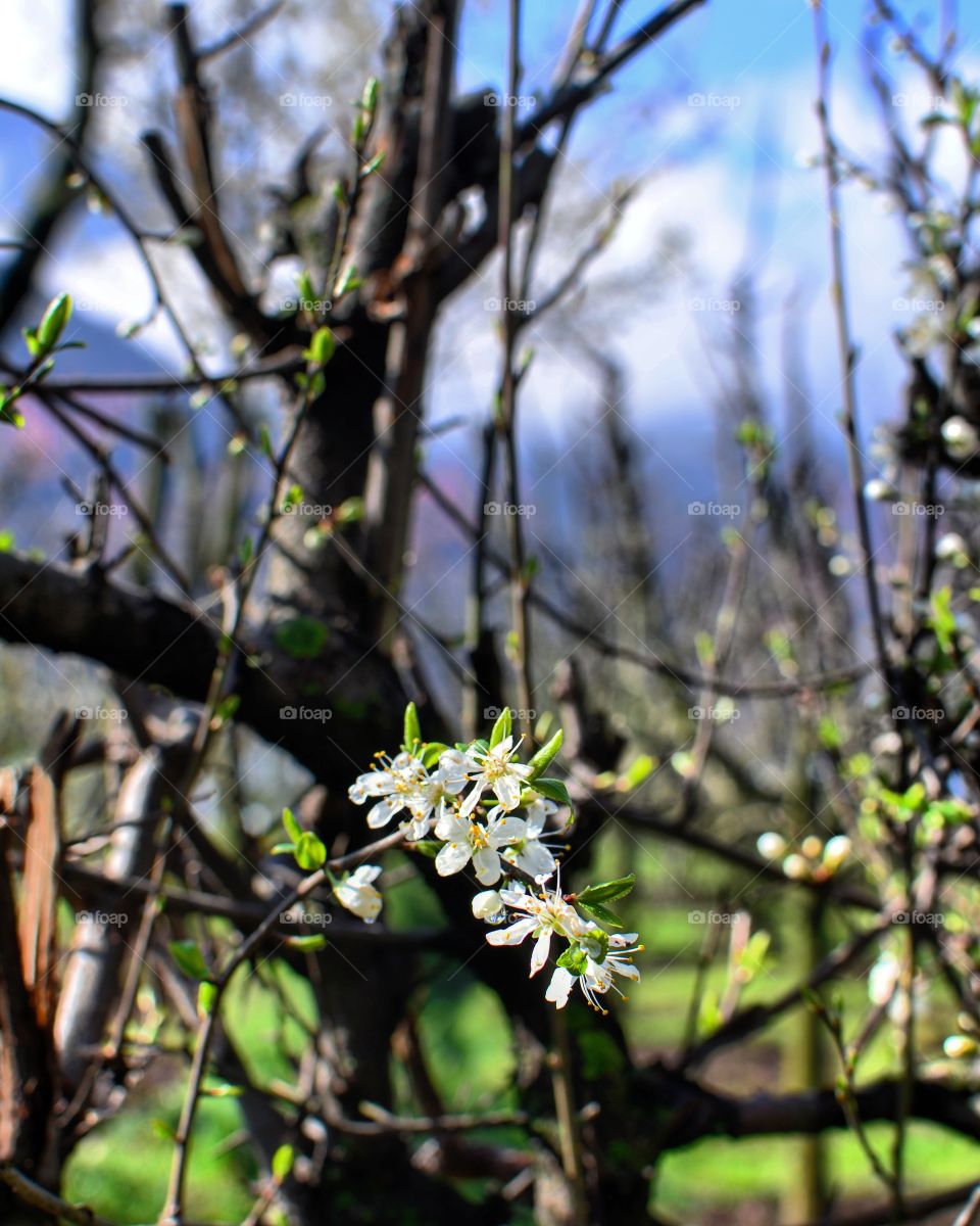 Tree, Flower, Nature, Branch, No Person