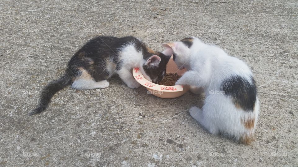 two small cats dinner