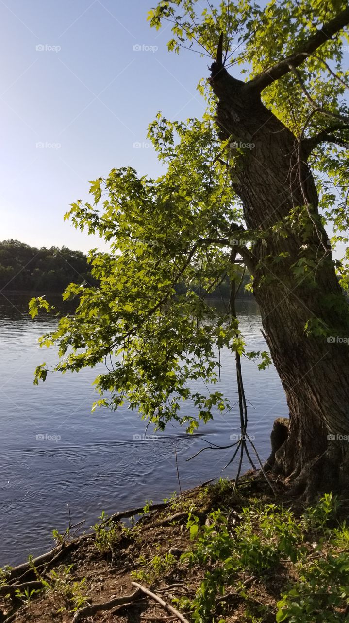 Tree, Nature, Water, Landscape, No Person