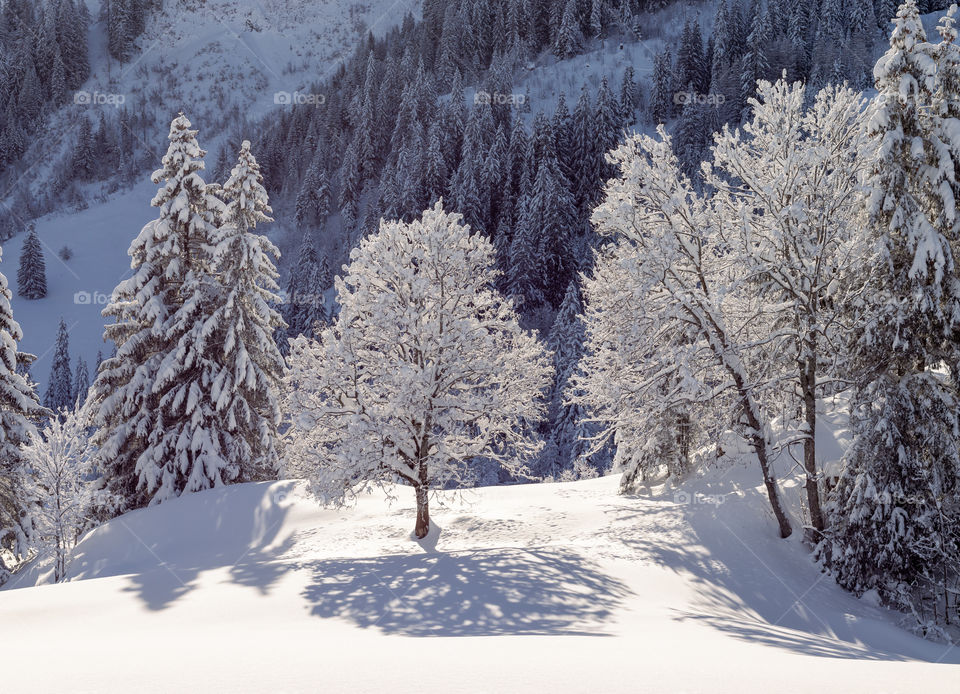 Beautiful morning light on snow covered trees at beginning of hike around lauenensee.