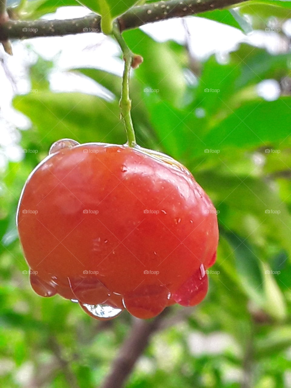 droplets of night rain delight our uto!