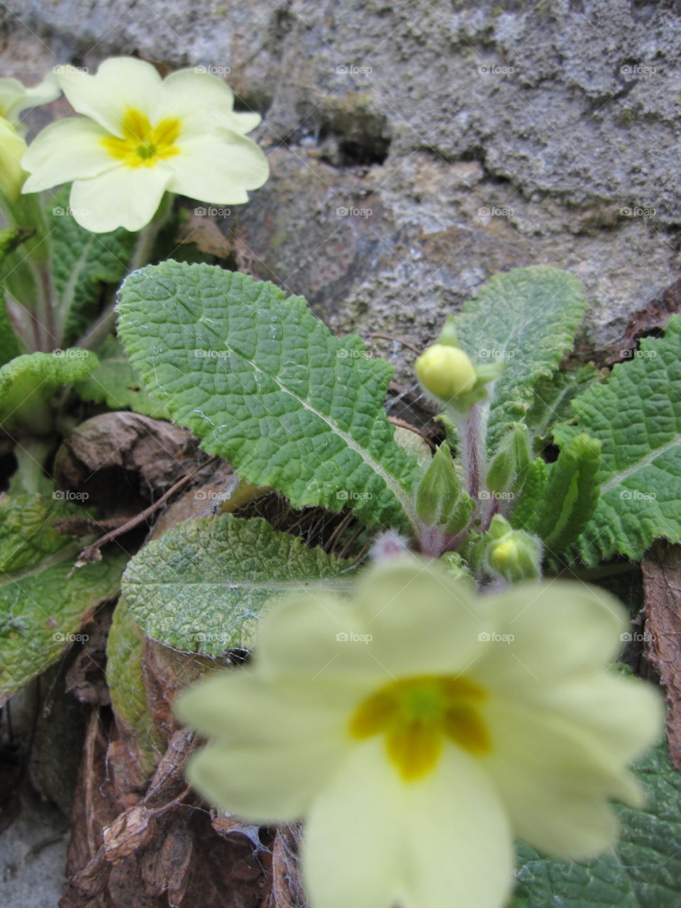 Flower, Nature, Leaf, Flora, No Person