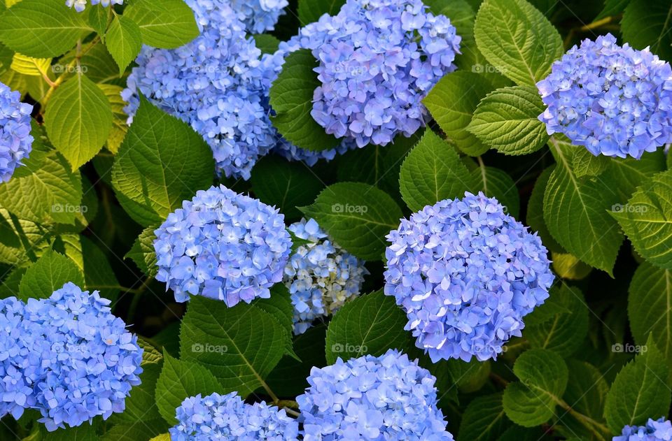 Blue Hydrangea 