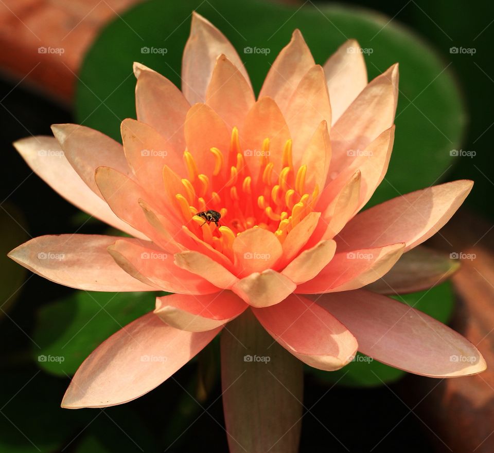 lotus flower 