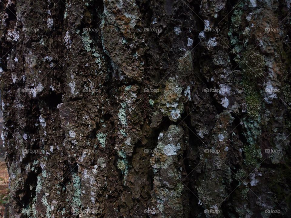 pine bark