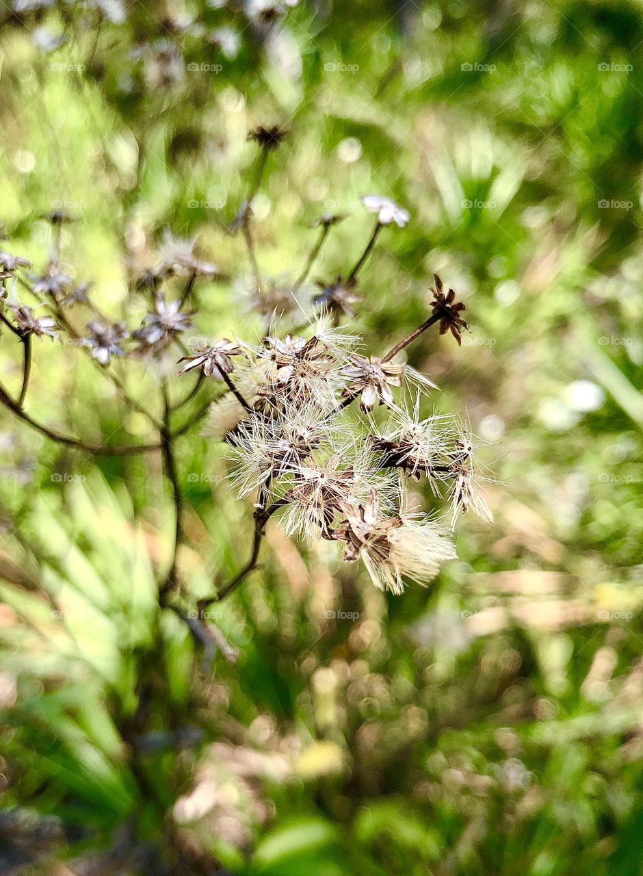 Closeup of flower gone to seed