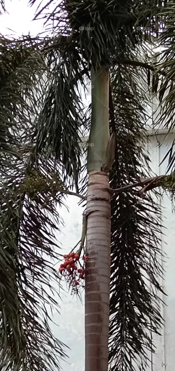 palm