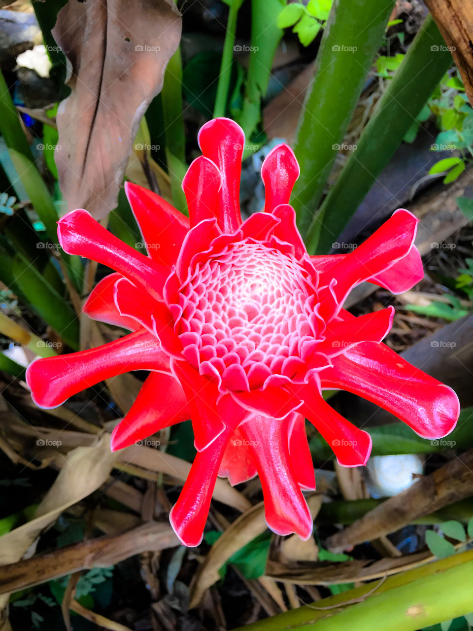 Torch Ginger in garden 