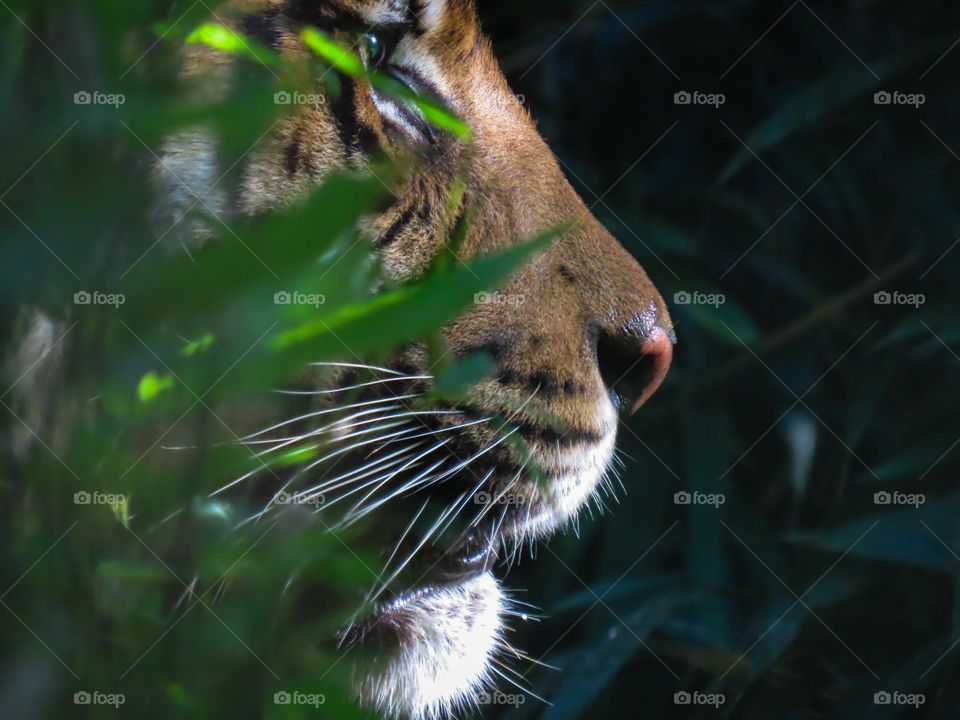 Tiger in the jungle